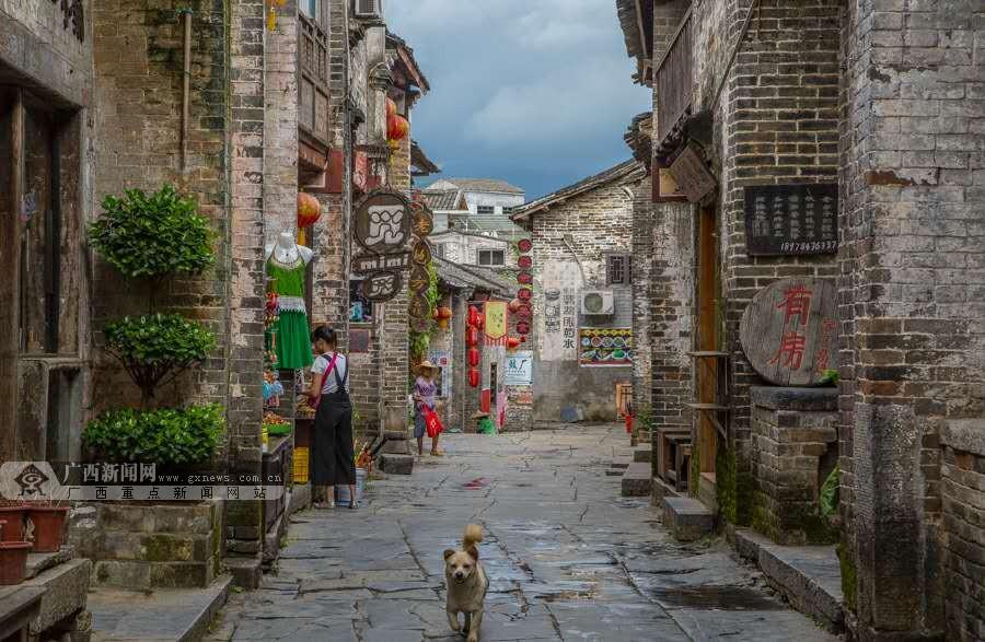 可爱小猫向上跳